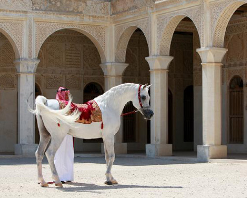 Al Adeed Al Shaqab ( Ansata Halim Shah x Sundar Alisayyah )